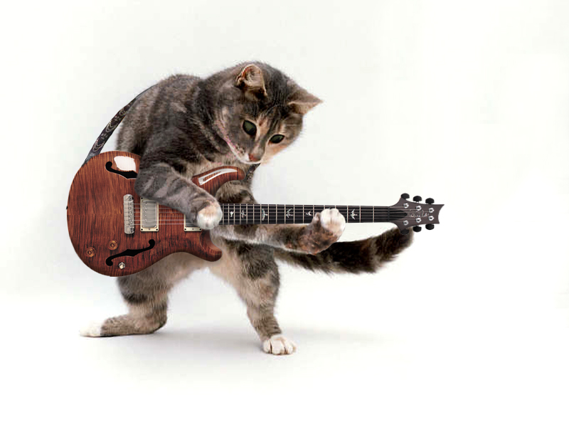 cat guitar tuning
